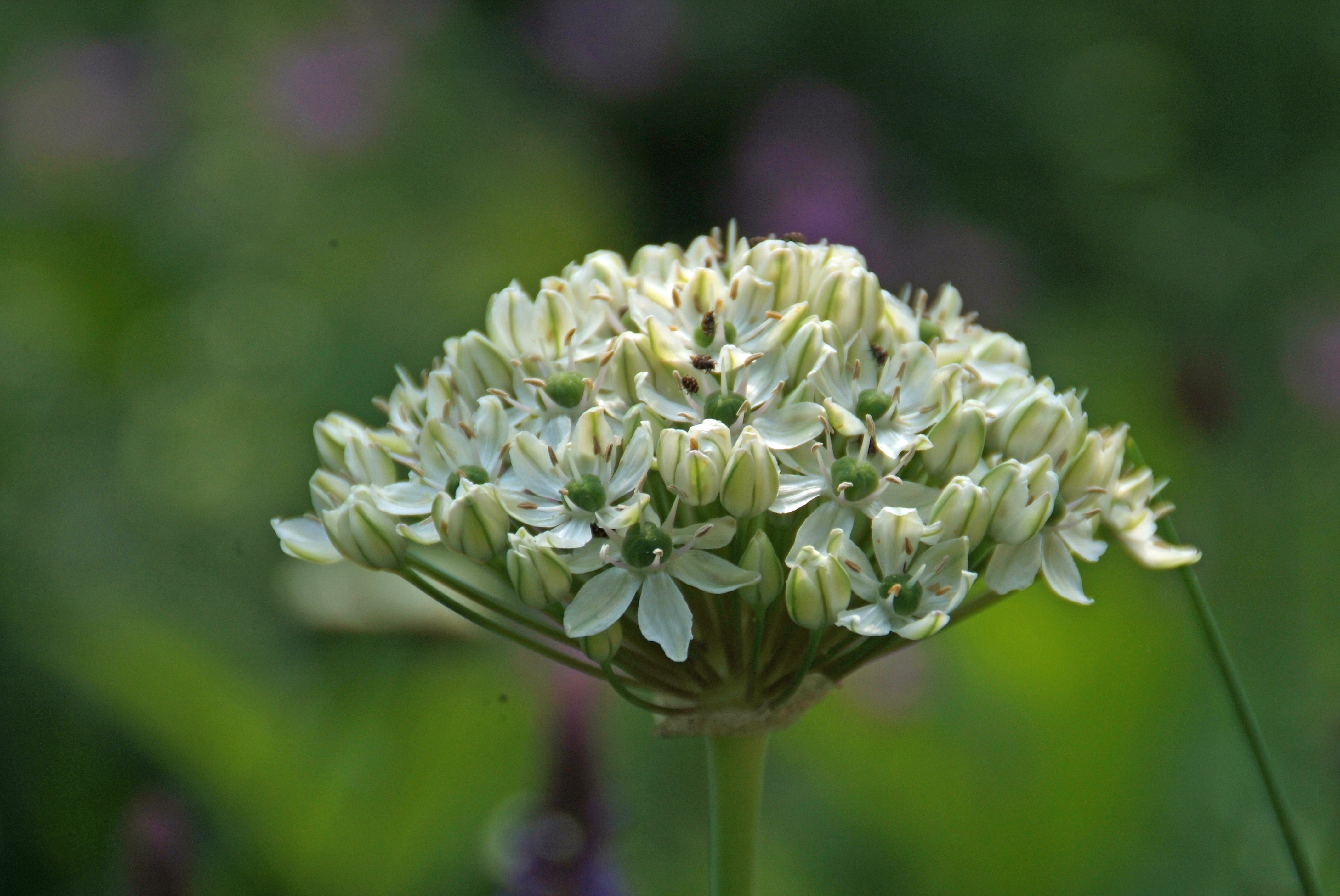 Allium nigrum bestellen